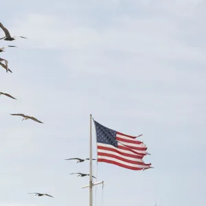 Pelicans and tattered American flag at Surfside Park near Vilando Beach in Florida