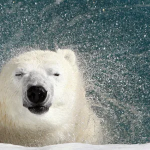 A polar bear shakes his body to remove water at the St. Felicien Wildlife Zoo in St