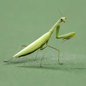 A praying mantis insect lands on the center court during Rafael Nadal of Spain andcompatriot