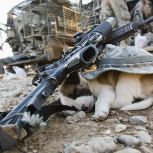 A puppy sleeps under a U.s soldiers hat