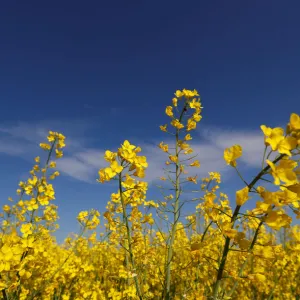 A rapeseed field is partially seen in Schnersheim