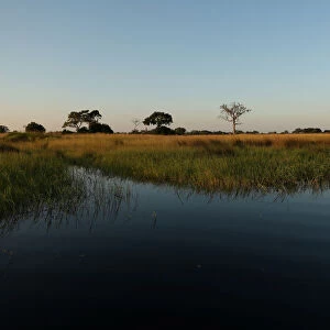 Reeds sit as waters begins to fill the Okavango Delta
