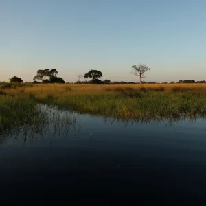 Reeds sit as waters begins to fill the Okavango Delta