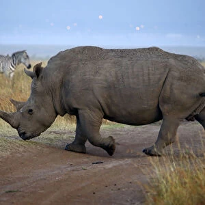 A rhino and a zebra cross a road at Nairobis National Park