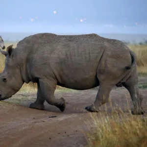 A rhino and a zebra cross a road at Nairobis National Park