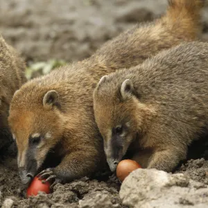 Ring-tailed coatis eat Easter eggs in the Zagreb Zoo