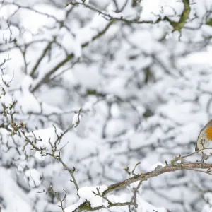 A robin perches on a snow covered tree in Boroughbridge, northern England