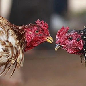 Roosters participate in a traditional Malagasy cockfighting contest in Ambohimangakely