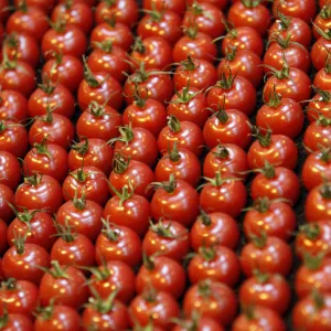 Rows of tomatoes are seen at the Gardeners World show in Birmingham