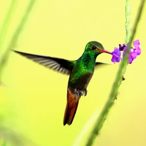 Reuters Collection: Costa Rica