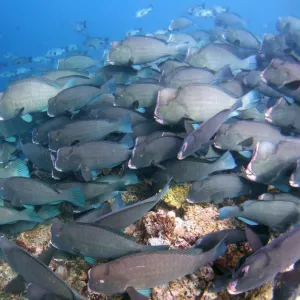 A school of bumphead parrotfish grazes over a reef at Barracuda Point off the Malaysian