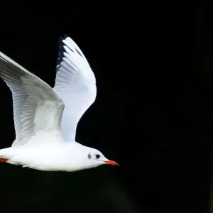 A seagull flies over a lake on a sunny autumn day in Tervuren