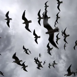 Seagulls fly against strong wind in Nice