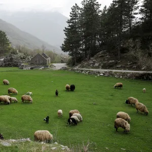 Sheep graze in a field near the village of Njegusi