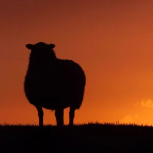 SHEEP GRAZE AT SUNSET ON THE YORKSHIRE DALES