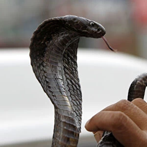 A snake charmer handles his snake on a street in Rawalpindi