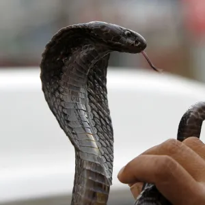 A snake charmer handles his snake on a street in Rawalpindi