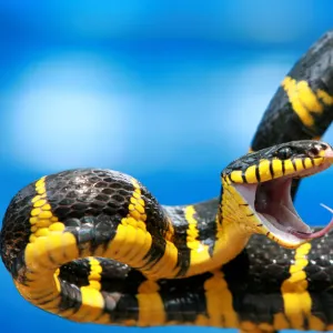 Snake keeper holds Gold-ringed cat snake during Flora and Fauna exhibition in Jakarta