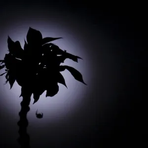 A spider hanging by its web on a flower is silhouetted against the full moon after