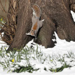 A squirrel forages in the snow in St James Park, London