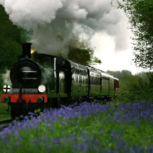 A steam engine runs through a cutting of bluebells between Sheffield Park and Horsted