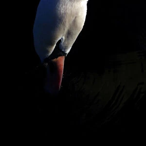 A swan looks for food in the Round Pond in Kensington Gardens in London