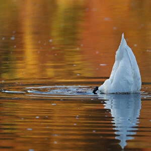 A swan paddles on Loch Faskally, Pitlochry, Scotland