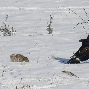 A tamed golden eagle chases a fox during an annual hunters competition at Almaty