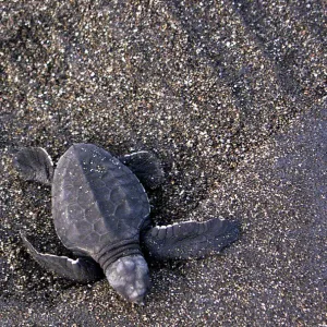 THREE-DAY-OLD GREEN TURTLE HATCHLING IN YOGYAKARTA