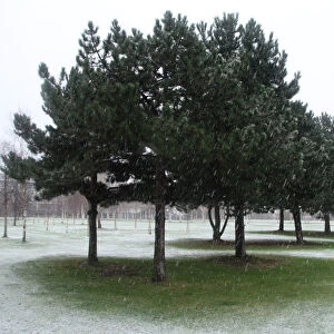 Trees protect a small patch of grass as the snow falls in Thames Barrier Park, London