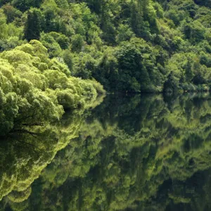 Trees are reflected in the still waters of a river near Eugene, Oregon