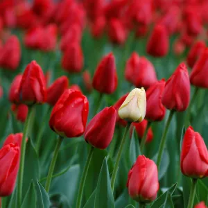 Tulips bloom in New York