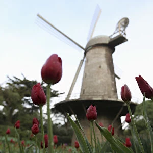 Tulips are shown near the Dutch Windmill in the Queen Wilhelmina Tulip Garden in Golden