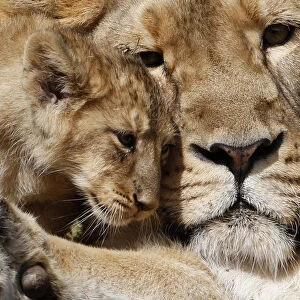 A two-month-old lion cub plays with his mother Joy in their enclosure at Zurichs zoo