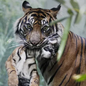 Two-month-old Sumatran tiger cub is held by his mother Malea at the zoo in Frankfurt