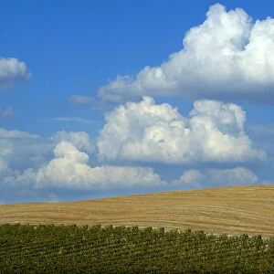 A typical landscape in the Val d Orcia close to the Tuscan town of Montalcino