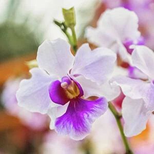Vanda Miss Joaquim orchids, Singapores national flower, are seen during the Orchid