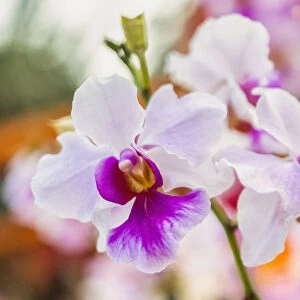 Vanda Miss Joaquim orchids, Singapores national flower