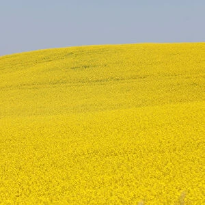 Western Canadian canola fields are seen in full bloom before they will be harvested