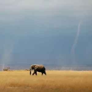 Whirlwind is seen as elephant and zebras walk through the Amboseli National Park