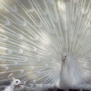 A white peacock displays its feathers in a bird park in Amman