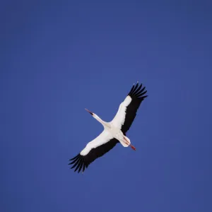 A white stork flies over the snow covered marsh Elnya