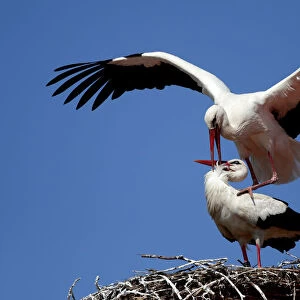 White storks are seen inside their nest on a chimney above the rooftops in Rust