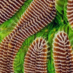 Environment Jigsaw Puzzle Collection: Corals