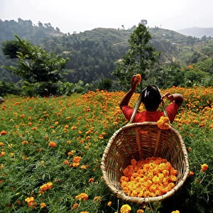 A woman picks marigold flowers used to make garlands and offer prayers, in Kathmandu