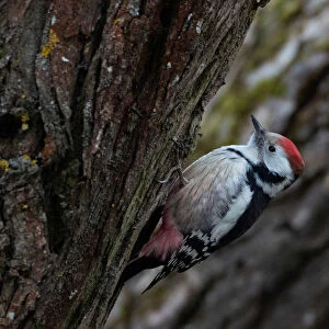 Woodpeckers Pillow Collection: Beautiful Woodpecker