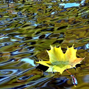 A yellow leaf drifts in a pond in a park in St. Petersburg