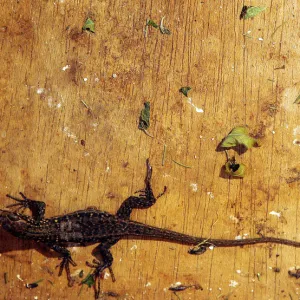 A young Giant Lizard rests in a cage in Spains Canary Island of El Hierro