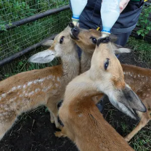 A zookeeper feeds Korzhik, Rogalik and Keksik, orphaned roe deer fawns