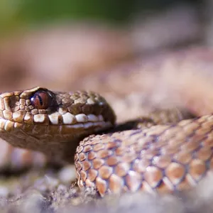 Adder Dorset August